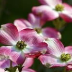 bright-pink-white-dogwood-image