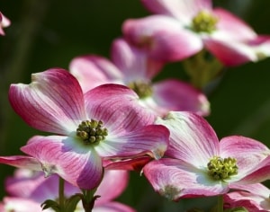 pink-dogwood-flowers-image