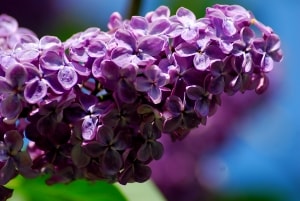 beautiful-purple-flowers-blue-background-image
