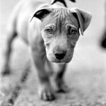 puppy-on-leash-b-w-image