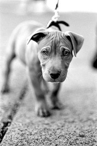 puppy-on-leash-b-w-image