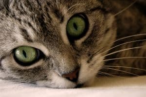 cat-green-eyes-face-carpet-image