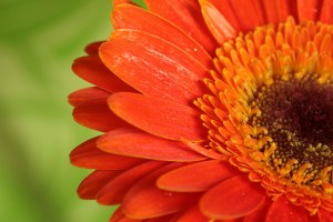 gerbera-daisy-image