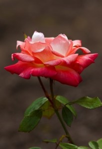 peachy-pink-rose-closeup-image