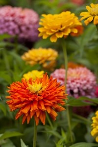 multicolor-zinnias-field-image