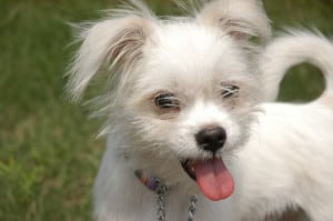 curly-tail-white-dog-tongue-panting-image