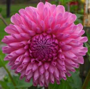 giant-pink-flower-image