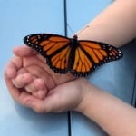 child-hands-monarch-image