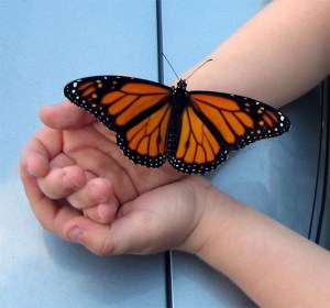 child-hands-monarch-image