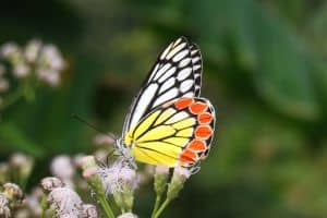 yellow-orange-white-black-butterfly-on-flower-image