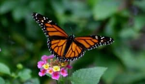 monarch-on-yellow-pink-flowers-image