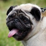 tired-pug-tongue-lolling-image
