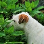 dog-in-bushes-image