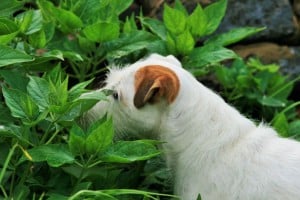 dog-in-bushes-image