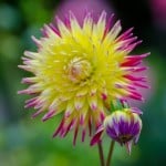 flower-burst-yellow-pink-purple-image