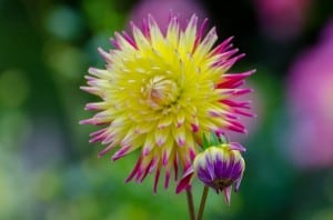 flower-burst-yellow-pink-purple-image