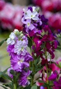 sweet-pea-flower-purple-white-pink-image