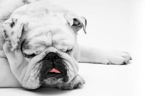 sleeping-white-bulldog-paw-out-image