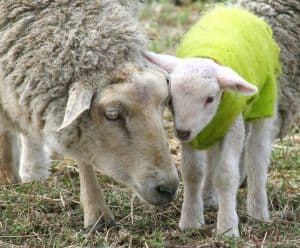 mother-lamb-baby-lamb-image