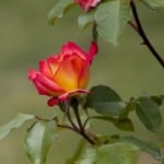 single-yellow-pink-rose-alone-image