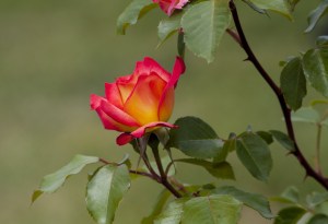 single-yellow-pink-rose-alone-image