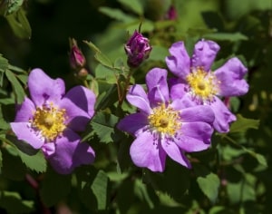 small-purple-roses-image