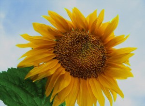 giant-sunflower-blue-sky-background-image