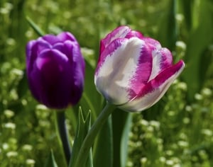 pink-white-striped-tulip-purple-image