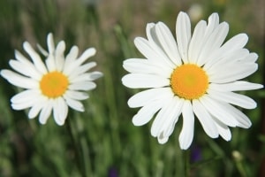two-daisy-image