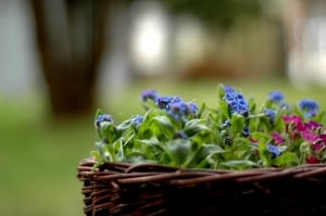 forget-me-not-basket-image