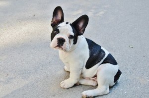 french-bulldog-sidewalk-image