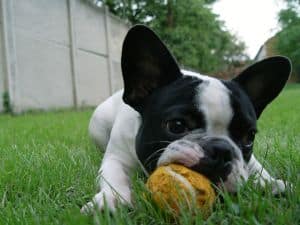 terrier-with-yellow-ball-image