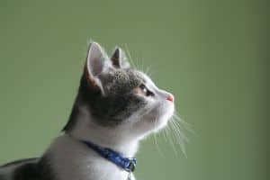 kitten-blue-collar-green-image