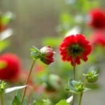 red-flowers-green-blur-background-image