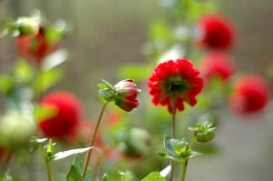 red-flowers-green-blur-background-image