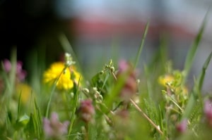in-the-flower-meadow-image