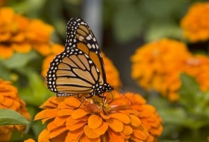 orange-zinnia-monarch-perched-image