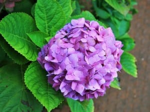 lavender-hydrangea-image