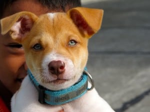 puppy-bright-blue-green-eyes-image
