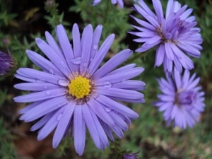 purple-daisy-like-flower-image