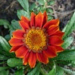 red-orange-sunflower-image