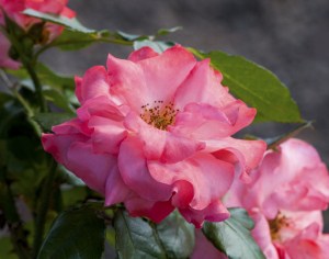 rose-evening-image