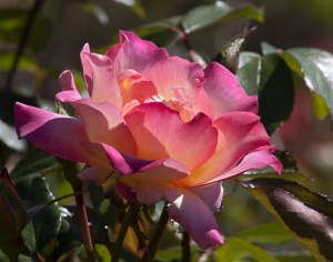 beautiful-pink-yellow-rose-image