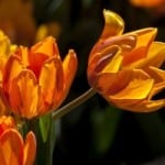 bright-orange-tulips-black-background-image