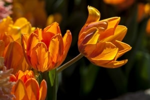 bright-orange-tulips-black-background-image