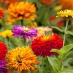 multicolor-zinnia-garden-image