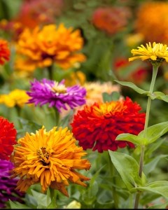 multicolor-zinnia-garden-image