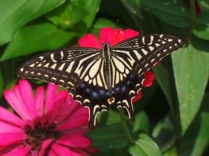 butterfly-on-pink-daisies-image