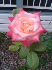 single-pink-rose-closeup-image