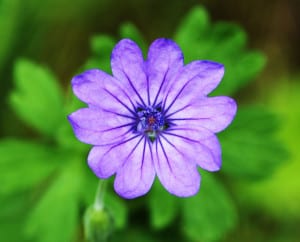 single-purple-flower-green-leaves-image